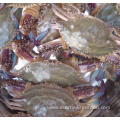 frozen crab blue swimming sea live crab